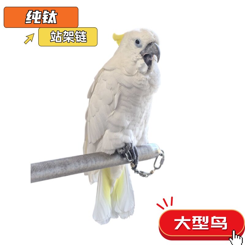纯钛鹦鹉站架链防脱轻盈不生锈