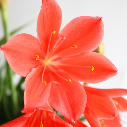 红心紫根兰盆栽植物花卉石蒜科红花垂筒室内绿植好养满50元包邮