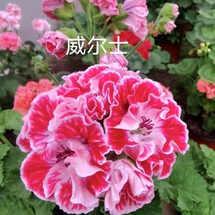 各种大花天小花天蝴蝶梅拼满40米发货尽量直播间选苗情