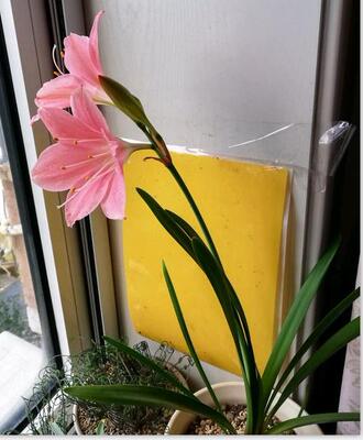 粉色百合粉色百合植物花卉