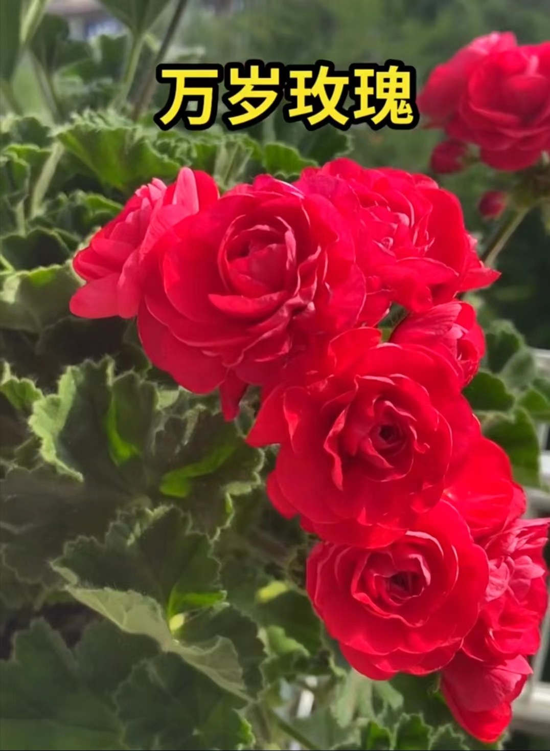 洋绣球盆栽植物花苗直立天竺葵