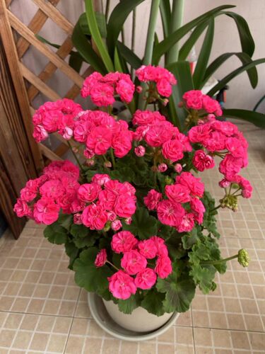 观叶洋绣球盆栽天竺葵满50元包邮