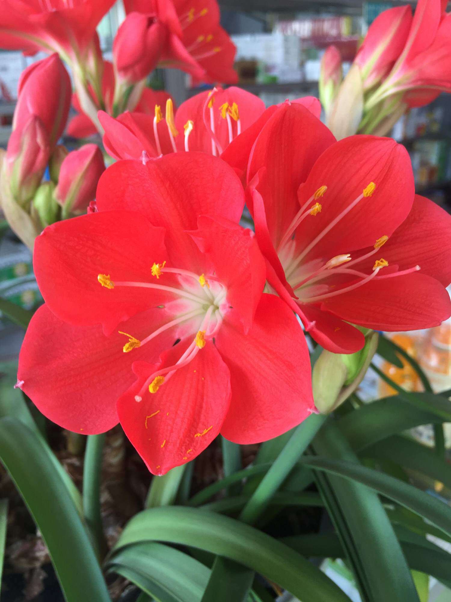 真正大白心 紫根兰 植物花卉石蒜科垂筒花乔治百合满100元发货