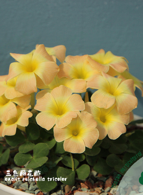 三色丽花酢pulchella tricolor早花绒毛丽花酢浆草盆栽阳台种球根