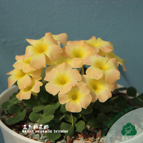 三色丽花酢pulchella tricolor早花绒毛丽花酢浆草盆栽阳台种球根