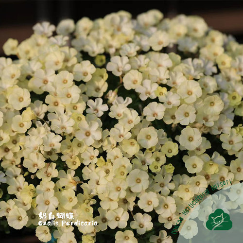 猫森酢浆草黄花蝴蝶叶奶白蝴蝶叶新手阳台庭院好养易爆盆秋植种球