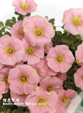 猫森 酢浆草OB系列2组合晚花新手阳台庭院好养易爆盆栽秋植种球根