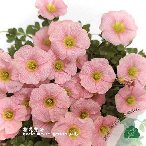猫森酢浆草OB系列合集种球晚花