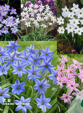 蓝色花韭杰西Ipheion uniflorum Jessie秋植种球根耐寒新手推荐