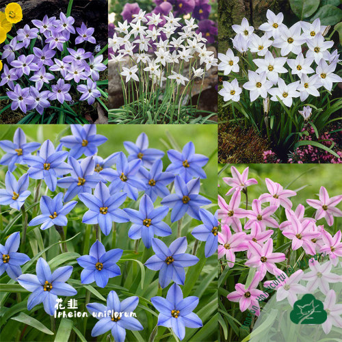 蓝色花韭杰西Ipheion uniflorum Jessie秋植种球根耐寒新手推荐