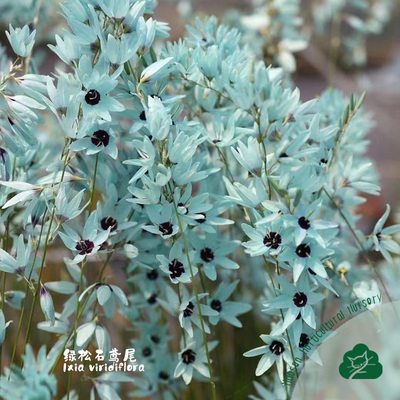 绿松石鸢尾种球稀有球根花卉阳台庭院多年生秋植谷鸢尾种子种球