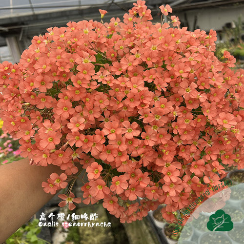 酢浆草饼系列早花秋植好养种球根