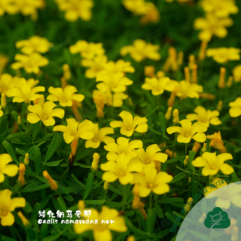 纳马夸那黄花秋植酢浆草种球根盆栽带香味原生酢现货阳台早花猫森