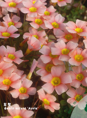 晚花ob系列酢浆草盆栽老苗现货饼系列合集好养爆盆秋植球根猫森