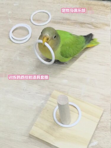 教程 50元一套 训鸟教材 永久看 付款以后 加抖音号1709675936