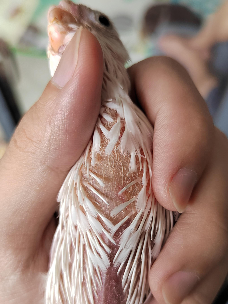 玄凤鹦鹉牡丹虎皮鹦鹉药物甩食物呕吐精神萎靡拉水便念球菌口白吐