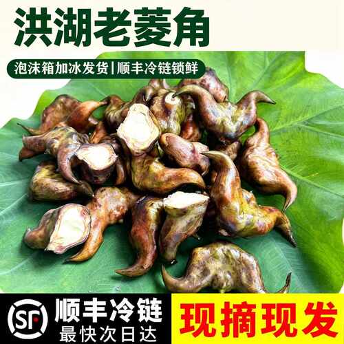保温箱加冰新鲜到家新鲜老菱角