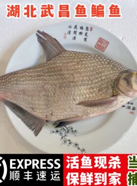 湖北原生态新鲜超大武昌鱼鳊鱼淡水活鱼现杀冷链顺丰