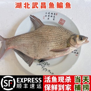 湖北原生态新鲜超大武昌鱼鳊鱼淡水活鱼现杀冷链顺丰