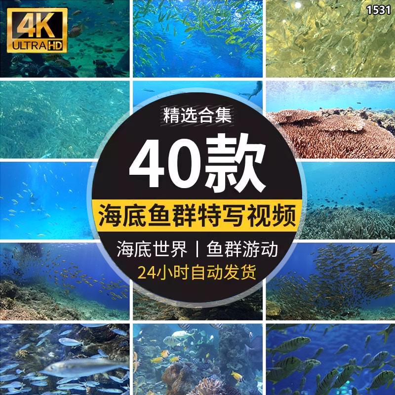 高清实拍海底世界可爱小鱼群成群游动观赏鱼海洋馆特写短视频素材