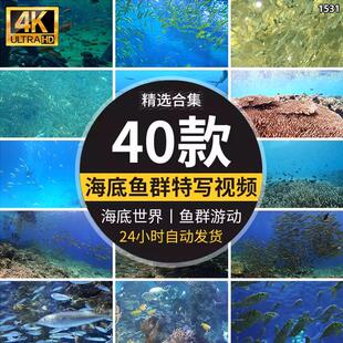 高清实拍海底世界可爱小鱼群成群游动观赏鱼海洋馆特写短视频素材