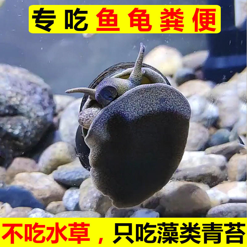 鱼缸除藻吃鱼屎粪冷水河蚌