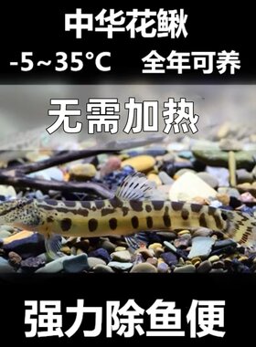 冷水清道夫中华花鳅清理垃圾