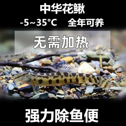 观赏鱼中华沙鳅中国原生鱼冷水清道夫花泥鳅好养耐活淡水清洁工具