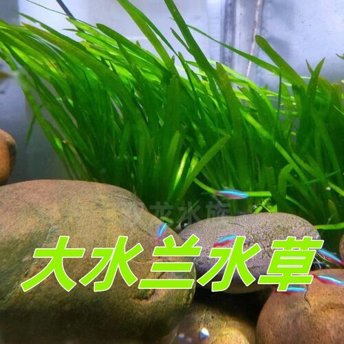 水草大水兰好养耐活不用二氧化碳