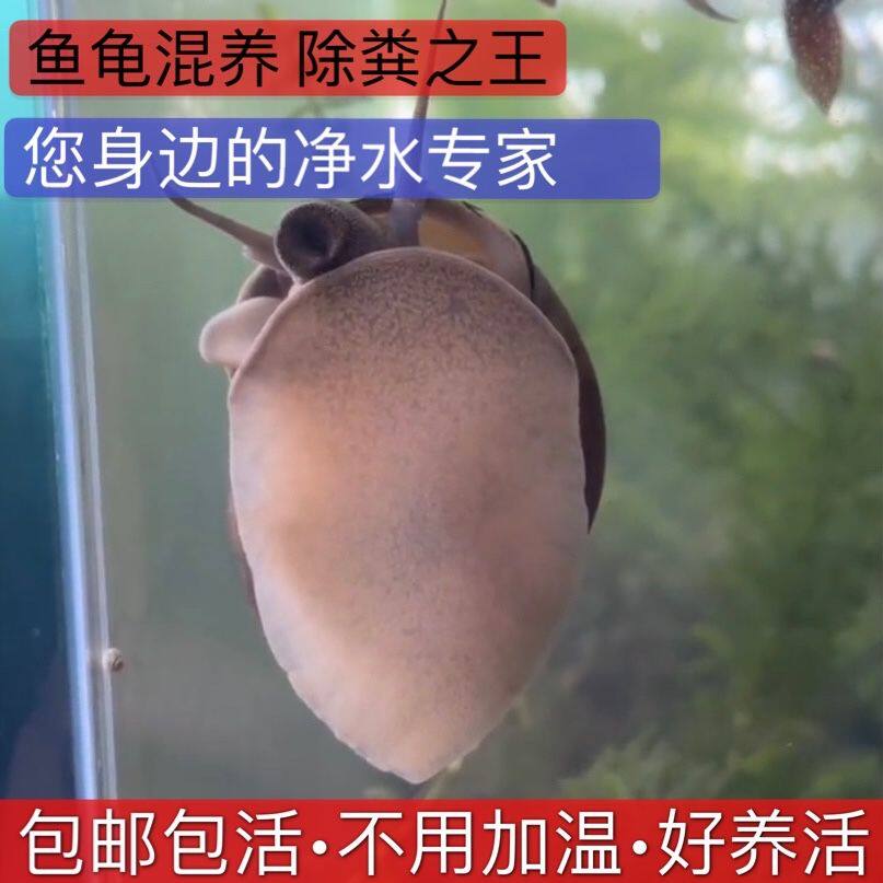 清洁鱼缸吃鱼龟屎粪便螺淡水螺除藻工具冷水大田螺青苔宠物观赏螺