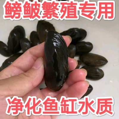 清理鱼缸净水河蚌冷水耐活好养