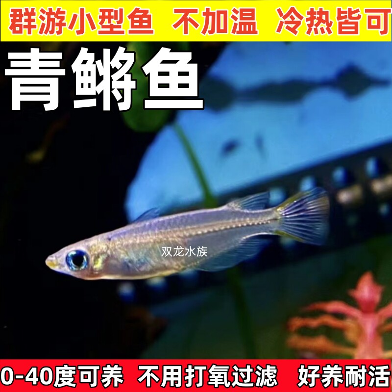 古法养鱼中华青鳉鱼观赏鱼群游除油膜不打氧观背青鳉鱼原生鱼观赏