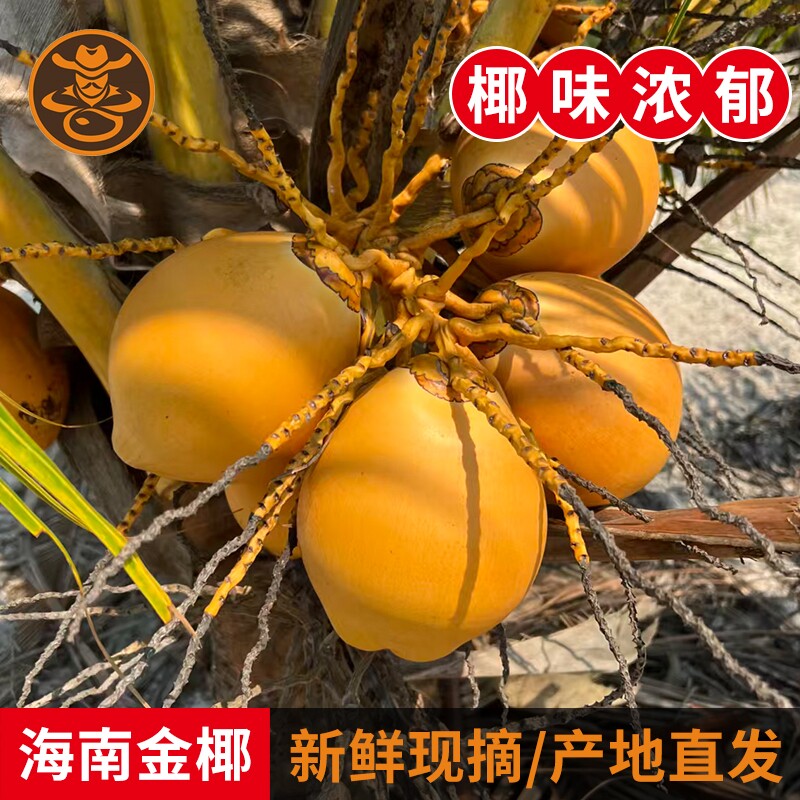 海南特产黄金椰子9个装带皮红椰孕妇水果当季热带水果现摘现发