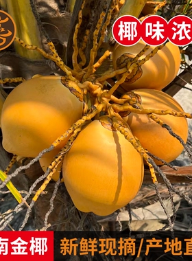海南特产黄金椰子9个装带皮红椰孕妇水果当季热带水果现摘现发