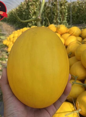 海南王精品金煌蜜瓜冰糖美人哈密瓜礼盒装甜香瓜顺丰新鲜应季水果