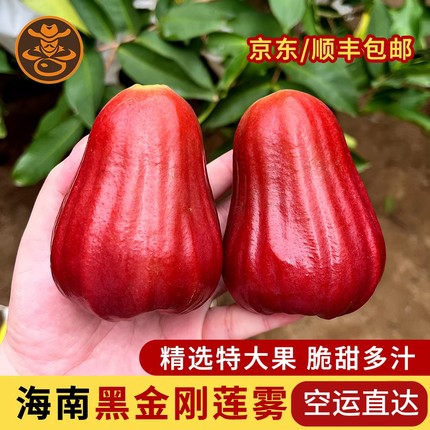 海南新鲜水果黑金刚莲雾特大果礼盒装脆甜多汁礼盒空运现摘先发