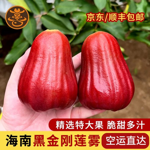海南黑金刚莲雾特大果脆甜多汁