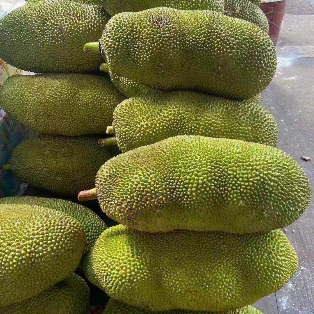 海南特产黄肉干苞菠萝蜜新鲜应季水果现摘现发