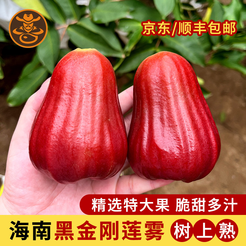 海南三亚特产高山黑金刚莲雾特大果礼盒装水果现摘顺丰空运,水产肉类/新鲜蔬果/熟食,莲雾,淘宝优惠券,粉丝福利购,淘宝优惠卷