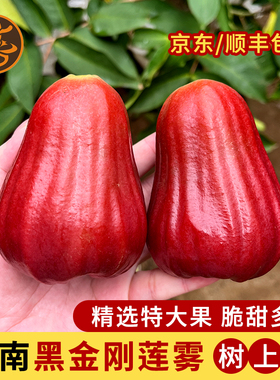 海南三亚特产高山黑金刚莲雾特大果礼盒装水果现摘顺丰空运