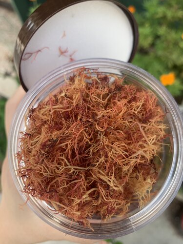 南澳特产赤菜 红藻海藻海萝 赤菜海底燕窝干净无沙