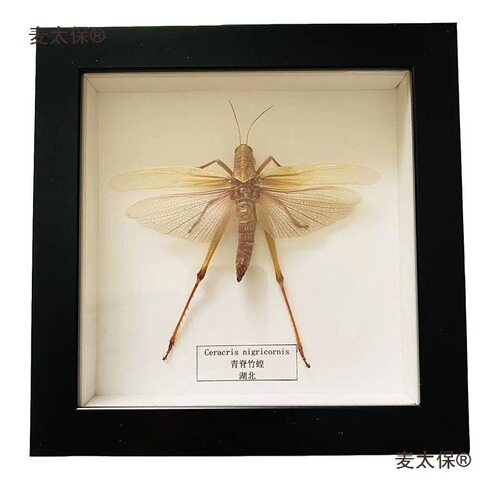 螳螂甲虫挂墙吉丁虫昆虫标本蝗虫真黑摆台天牛礼物蚱蝉科普麦太保