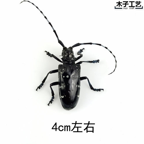 昆虫蝴蝶标本真虫动物锹甲虫天牛教学教育拍照道具原虫满20元包邮