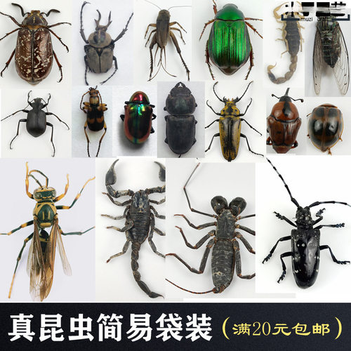 甲虫包邮教学锹教育满昆虫真虫原虫20拍照道具蝴蝶标本动物天牛元