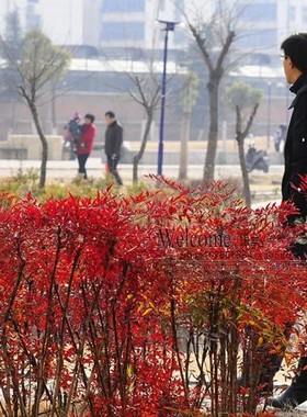 南天竹树苗盆栽老桩盆景火焰南天竺庭院树苗绿化苗红天竹观叶植物