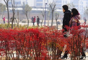 南天竹树苗盆栽老桩盆景火焰南天竺庭院树苗绿化苗红天竹观叶植物