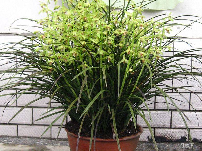 农家兰草花惠兰花苗春兰蕙兰花浓香兰花花卉苗成活率高送生根粉