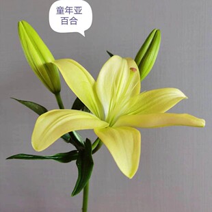 杏仁软糖老虎西施童年抹茶黄绿色麦当娜无香水亚百合新鲜切花鲜花