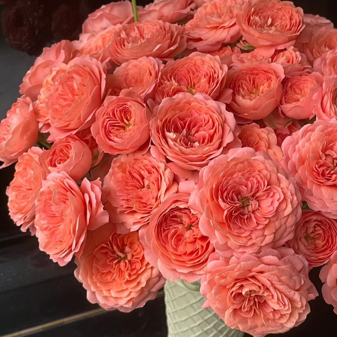 杏色果汁阳台绿光基地柠檬蓬蓬灰骑士柠檬水迪瑞特玫瑰新鲜切花