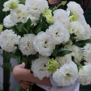 800g波浪白色香槟色波浪烟灰紫色洋桔梗花插新鲜切花材鲜花水养